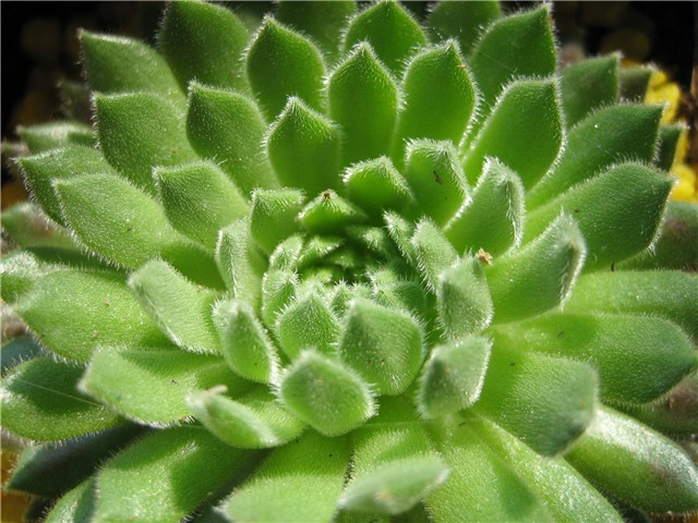 sempervivum ciliosum